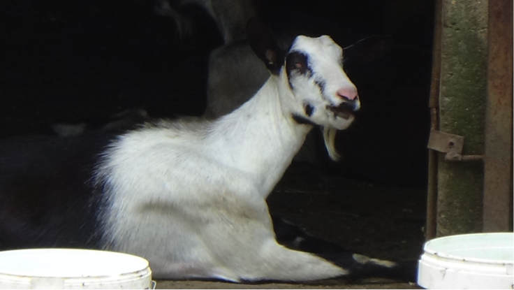 Georgie the goat
