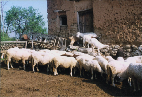 Sheep on Bulgarian farm