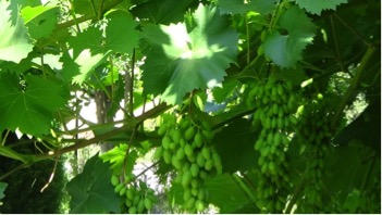 News Grape vines